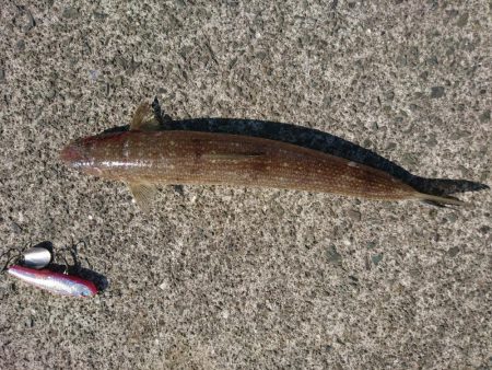 真昼間から釣り友とヒラメコラボｗ